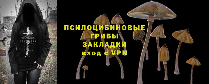 Галлюциногенные грибы Psilocybe  Талица 